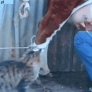 Котка пие мляко
