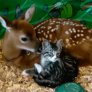 Приятелство между котка и елен
