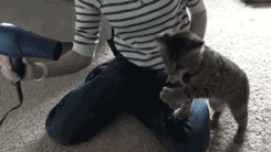 Котка играе със сешоар