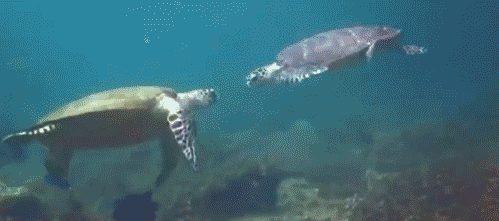 Поздрав между две костенурки