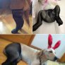 Кучета с чорапогащници