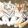 Тигри за снимка