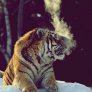 Тигър релаксира