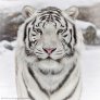 Бял сибирски тигър