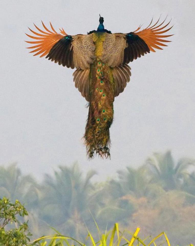 Рядка снимка на летящ паун