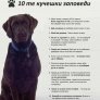 10 Правила за кучетата