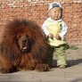 Тибетски мастиф бебе