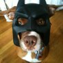Представям ви кучето на Батман