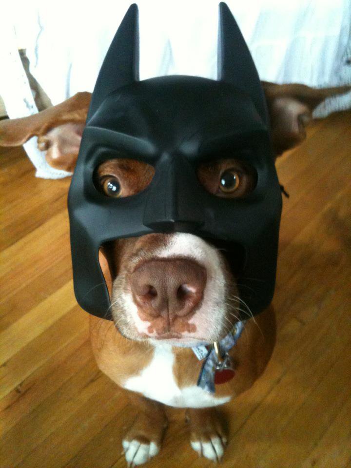 Представям ви кучето на Батман