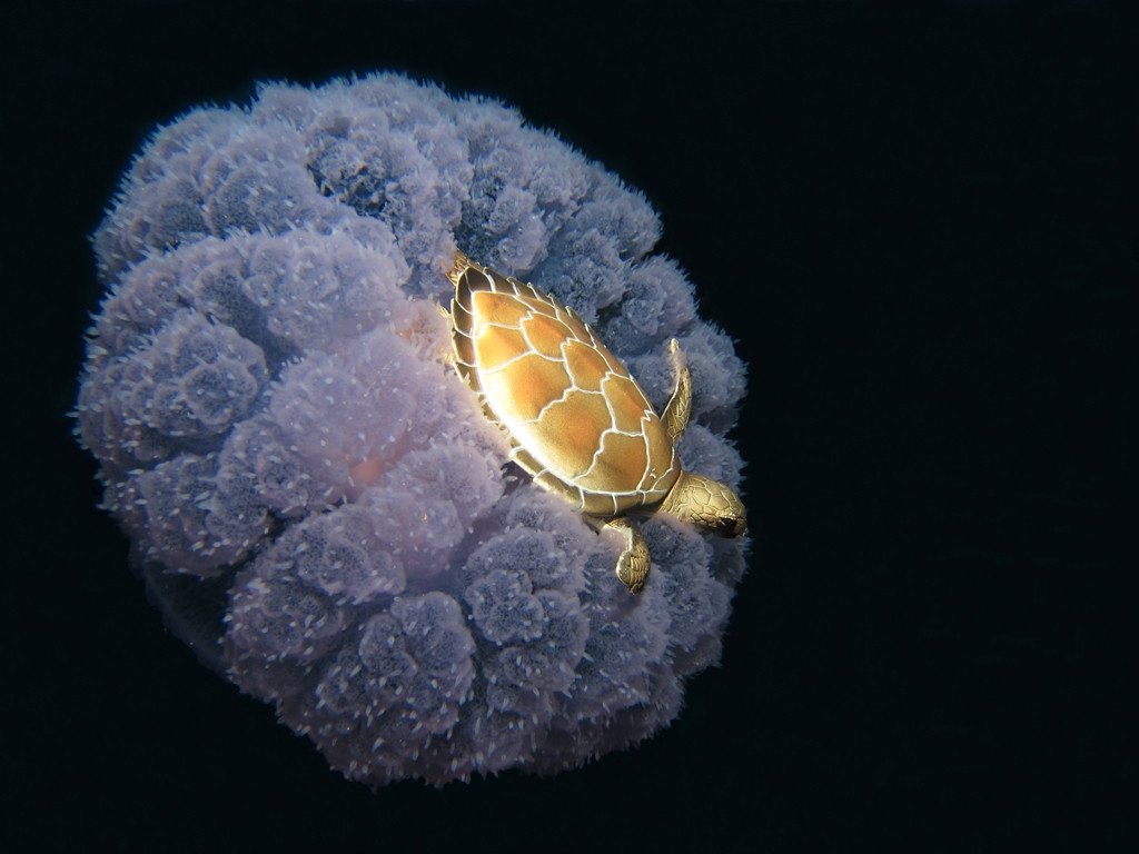 Костенурка язди медуза!