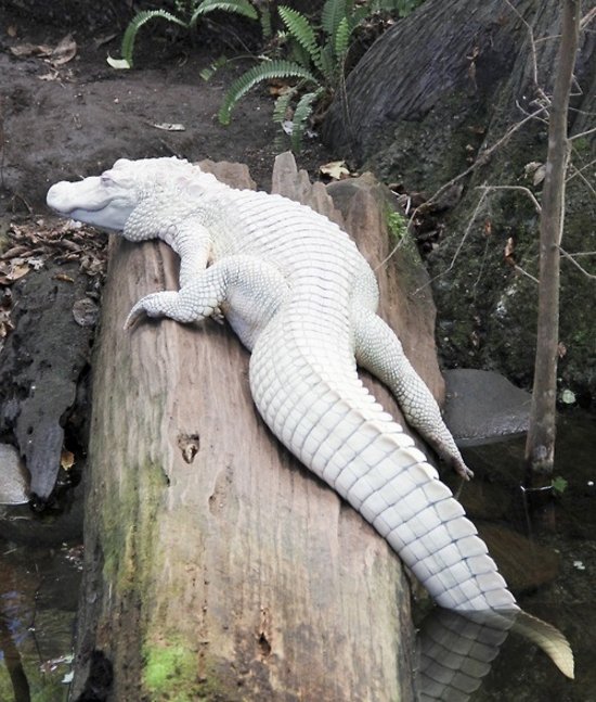 Крокодил албинос
