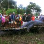 7 метров крокодил във Филипините