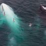Уникална снимка на бял кит