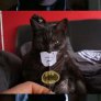Котката на Батман