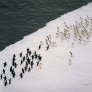 Масов бой на пингвини!
