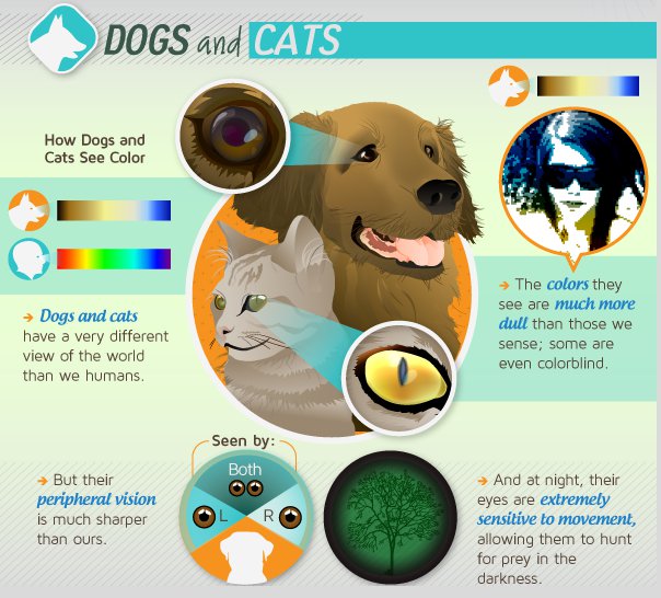 Как виждат света котките и кучетата