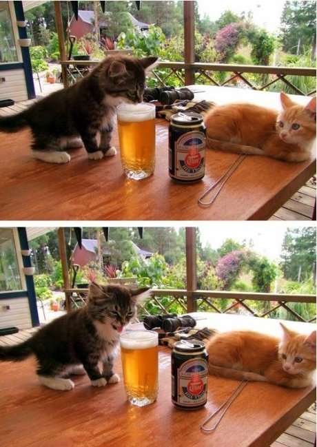 Котка пие бира